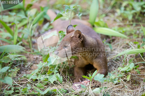 Image of carnivorous mammal Fossa (Cryptoprocta ferox)