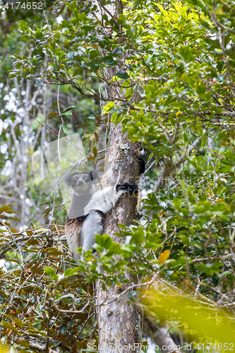 Image of Black and white Lemur Indri