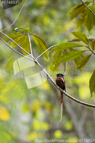 Image of Madagascar Paradise-flycatcher, Terpsiphone mutata