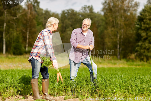 Image of senior couple with shovel picking carrots on farm