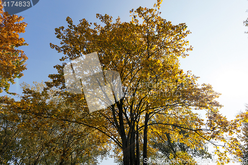 Image of trees in autumn season