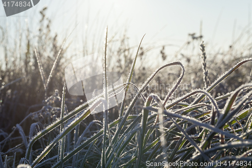 Image of green grass in the frost