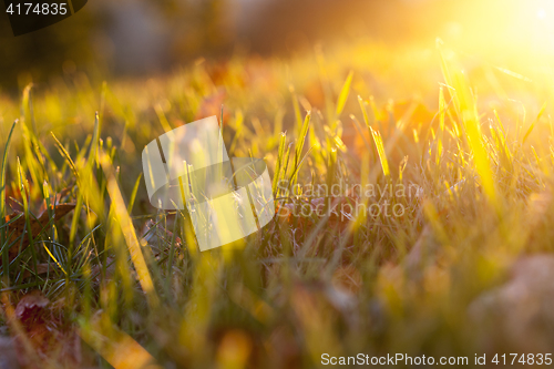 Image of fallen leaves of a maple