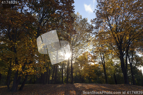 Image of yellowed maple trees in autumn