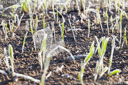 Image of green wheat in frost, close-up