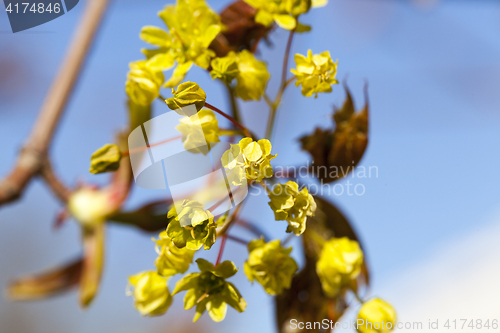 Image of flowering maple tree