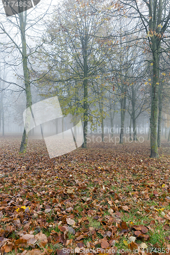 Image of Fog in autumn season