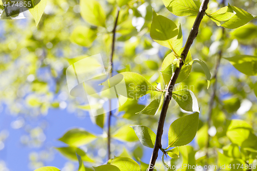 Image of linden leaves, spring