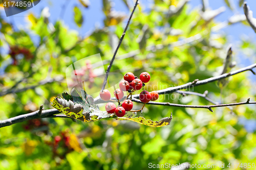 Image of red mountain ash in the autumn