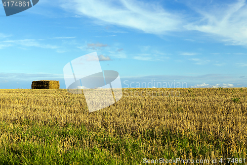 Image of straw after harvest