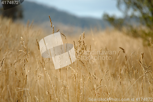 Image of Dry autumn meadow