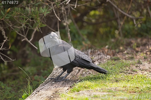 Image of Australian raven in a park