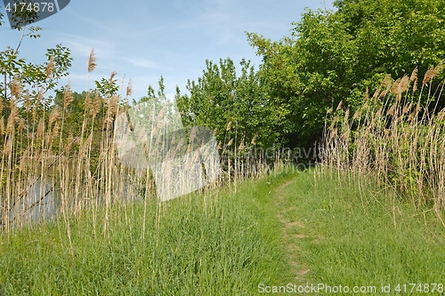 Image of Green lakeside path