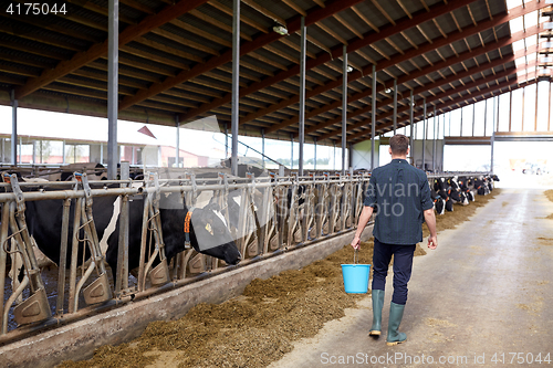 Image of man with bucket walking in cowshed on dairy farm