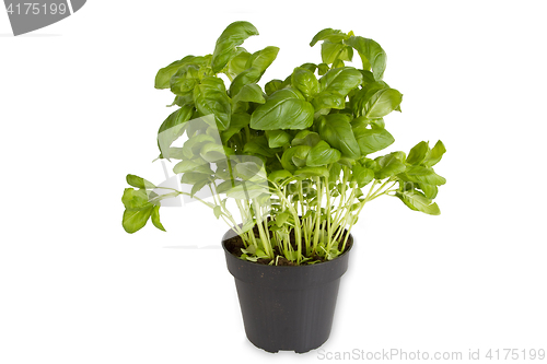 Image of Fresh basil in pot