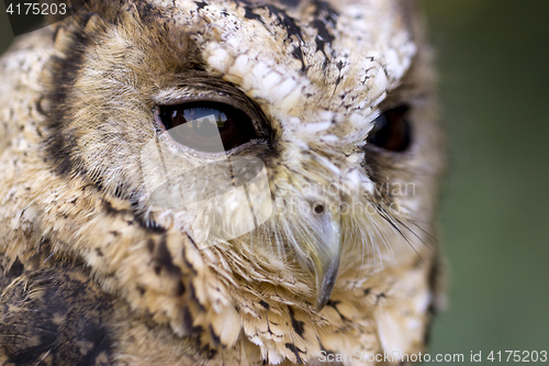 Image of Collared Scops Owl