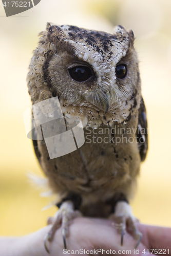 Image of Collared Scops Owl sitting on hand