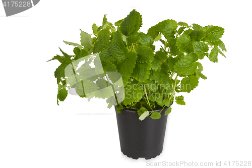 Image of Fresh Peppermint in pot