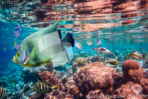 Image of Tropical Coral Reef.