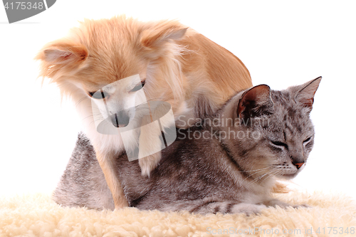 Image of cat and chihuahua are resting