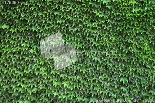 Image of green leaves texture