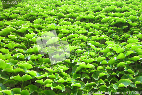 Image of green leaves texture