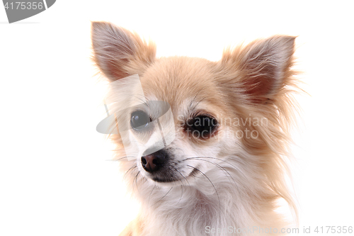 Image of head of sweet chihuahua