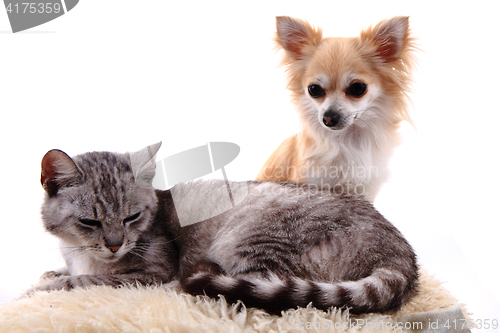 Image of cat and chihuahua are resting