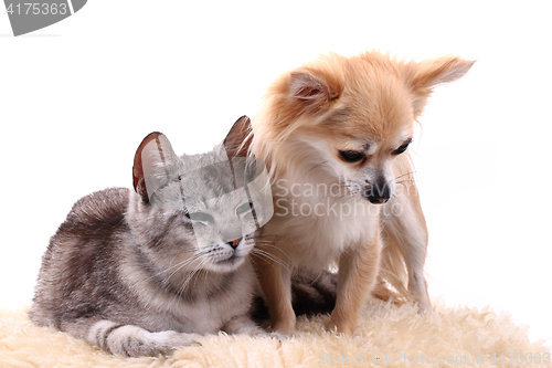 Image of cat and chihuahua are resting