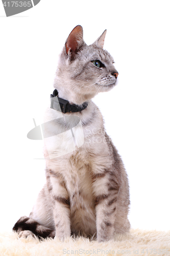 Image of gray cat isolated
