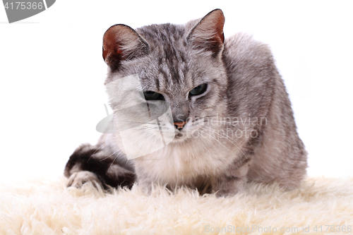 Image of gray cat isolated