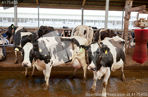 Image of herd of cows washing on dairy farm