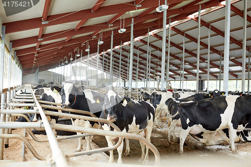 Image of herd of cows in cowshed stable on dairy farm