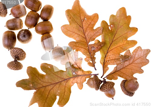 Image of Autumn leafs