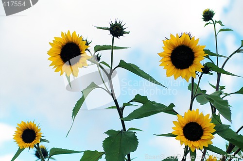 Image of Sunflowers