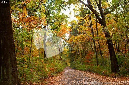 Image of Autumn road