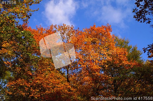 Image of Colorful trees