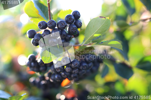 Image of Ripe fruit on the branches of a bush chokeberry