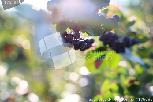 Image of Chokeberry. Aronia berries.