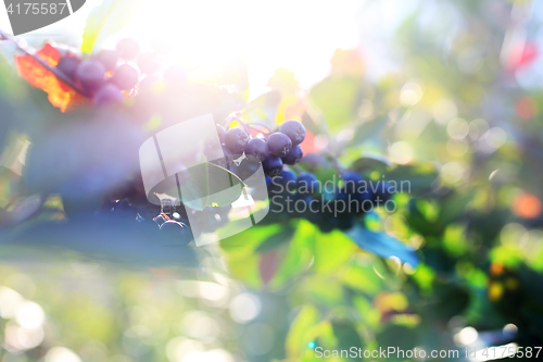 Image of Chokeberry bush. Chokeberry. Aronia berries. Ripe fruit on the branches of a bush chokeberry