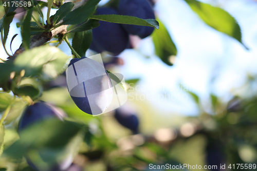 Image of Plums.