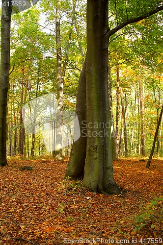 Image of Beech forest