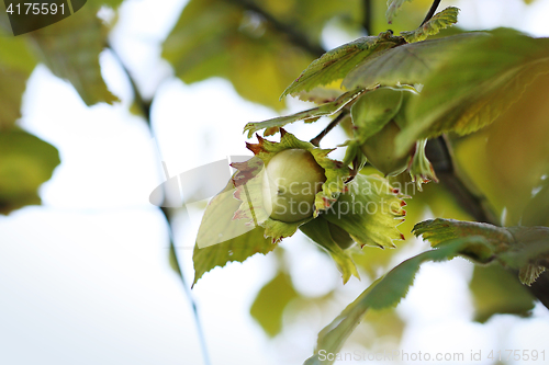 Image of Hazel. Hazelnuts on hazel tree