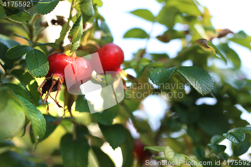 Image of Wild rose Rosehips.