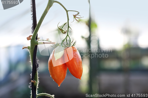 Image of Tomatoes on the bushes.