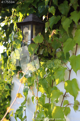 Image of Wall of the house covered with vines.