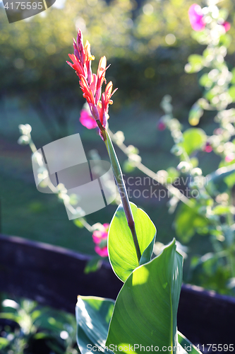 Image of Canna. Green leaves.