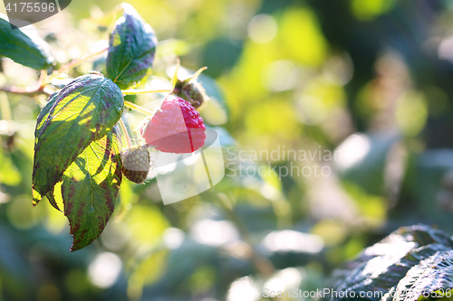 Image of Raspberry bushes.