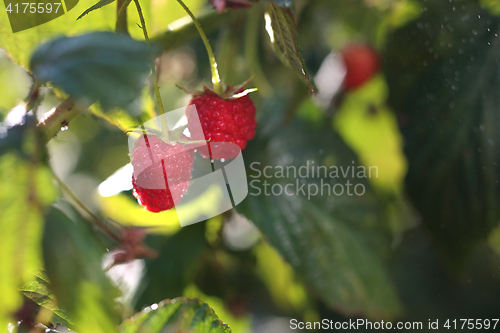 Image of Raspberries.