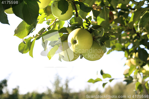 Image of Fruiting apple tree.